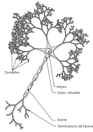 Neurone biologique